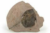 Bargain, Metacanthina Trilobite - Lghaft, Morocco #312257-5